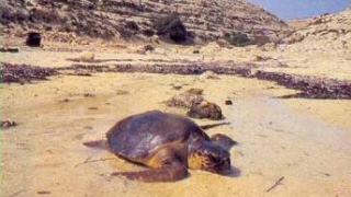Sulla Spiaggia dei Conigli le tartarughe Caretta Caretta nidificano ogni anno