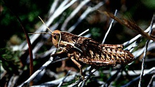 pamphagus ortolaniae di lampedusa