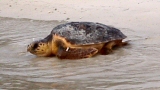 Tartaruga Caretta Caretta