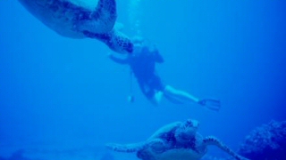 Immersione con le tartarughe a Lampedusa