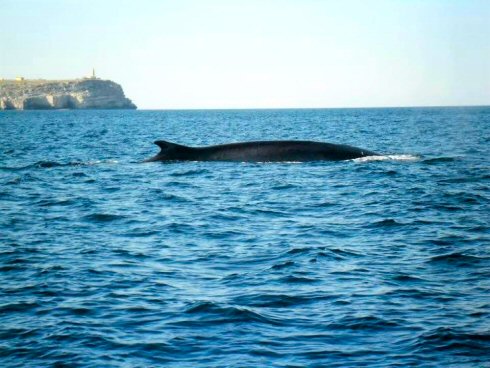Le balene passano a un miglio dalla costa di Lampedusa