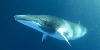 Vedere balene, tursiopi e delfini a Lampedusa
