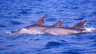 Video: Delfini e tursiopi avvistati a Lampedusa