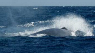 Ricompaiono le balene a Lampedusa