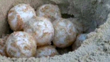 Tartaruga Caretta-Caretta deposita le uova sulla Spiaggia dei Conigli 