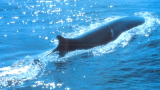 Osservare balenottere e delfini a Lampedusa