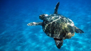 Salvata una Caretta Caretta a Lampedusa